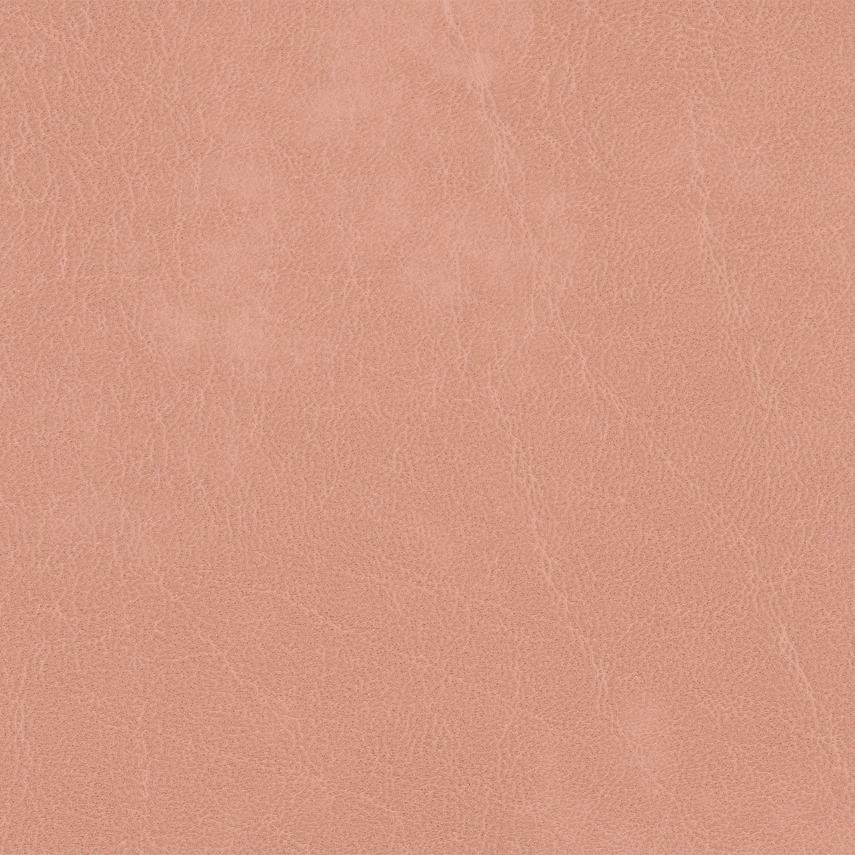 TN35 ROSE